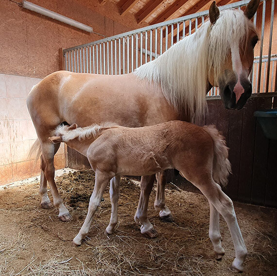 Landhaus Weiß Haflinger